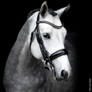 Schockemöhle Venice Dressage Bridle