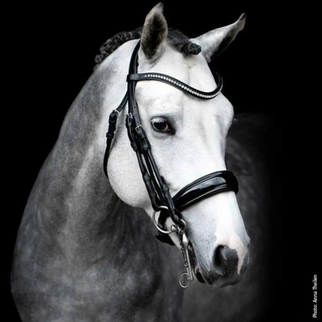 Schockemöhle Venice Dressage Bridle
